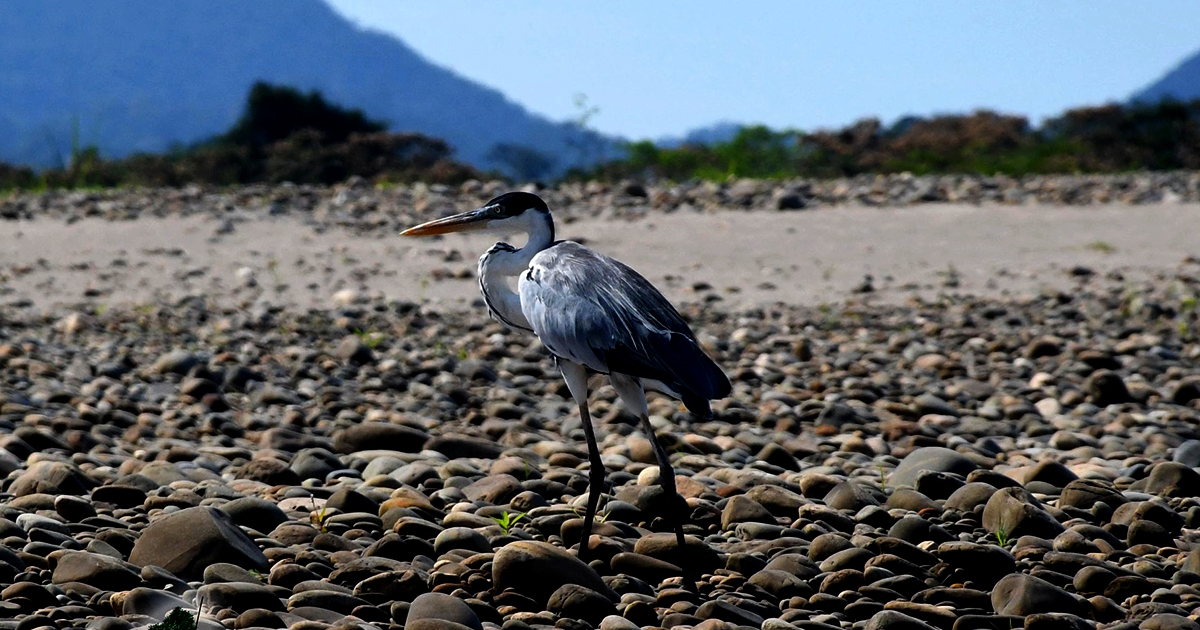 Diversidad de la fauna en la Amazonia (Foto: GAMR)